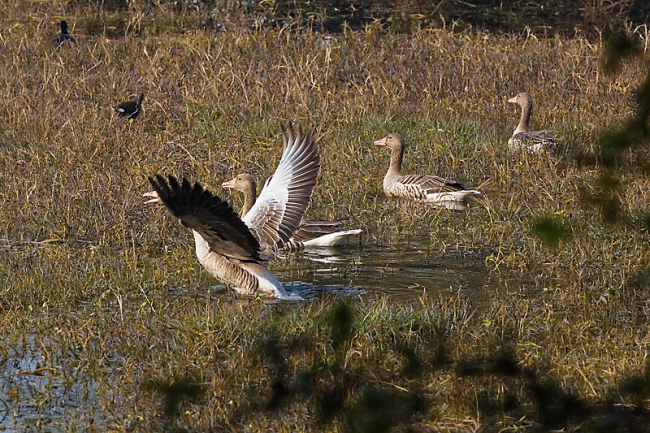 Keoladeo national park-080